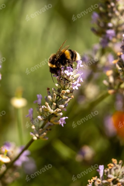 Preview: Bee and lavender