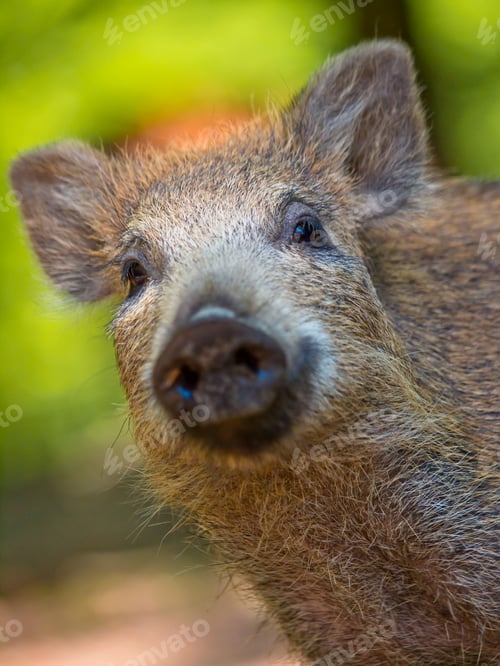 Preview: Young wild boar
