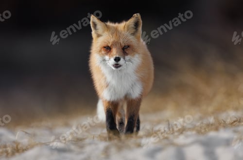 Preview: A Red Fox on the Beach