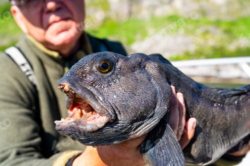 Preview: Fisherman with big wolffish near Lofoten, Senija, Alta Norway. Man holding catch Atlantic wolf fish