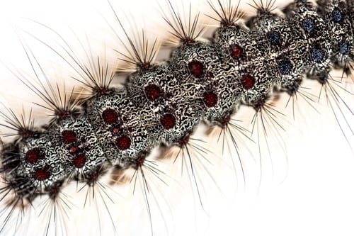 Preview: Overhead close up of the Caterpillar of a Lymantria dispar, the gypsy moth