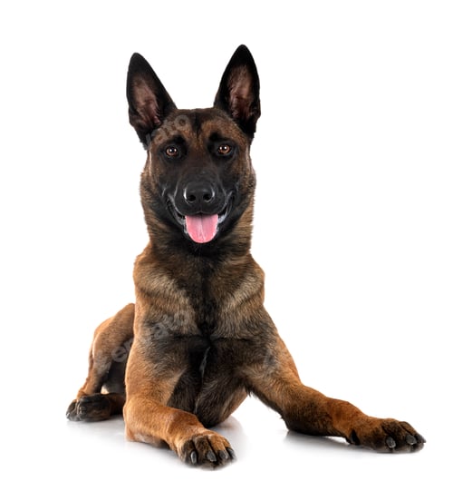 Preview: malinois in studio