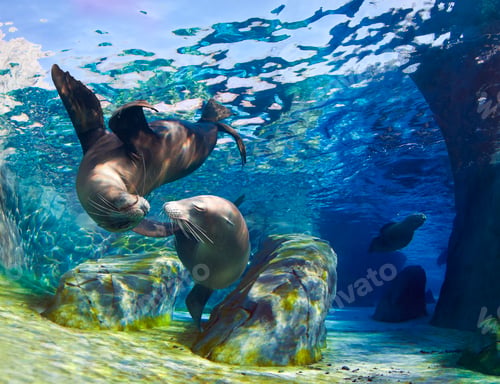 Preview: Kissing Sea Lions