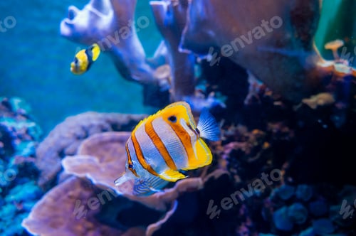 Preview: Beautiful Copper Band Butterflyfish swimming in an aquarium in Waikiki, Oahu, Hawaii