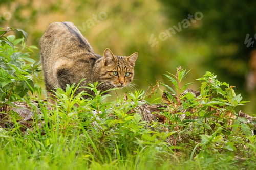 Preview: Elegant european wildcat hunting in summer hidden in green vegetation