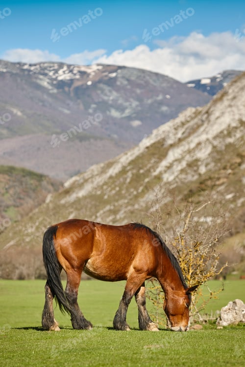 Preview: Horse in a green valley. Castilla y Leon mountain landscape