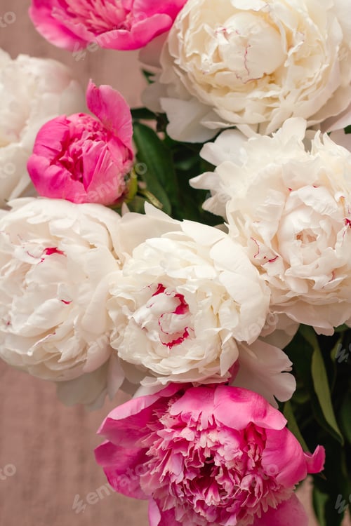 Preview: close up of white and pink peony buds floral abstract backdrop