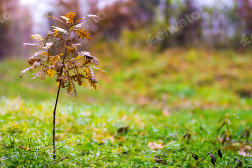 Preview: Small oak tree with yellow leaves in autumn