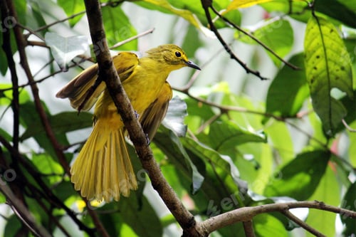 Preview: Yellow wagtail is perched on the branch of a lush, green tree