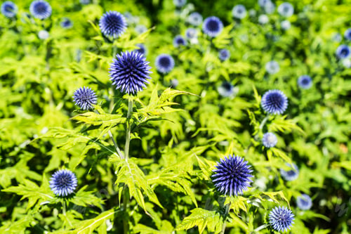 Preview: Echinops veitch's blue