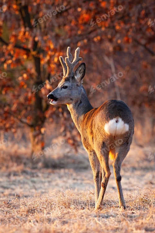 Preview: Strong roe deer buck chewing with open mouth on a meadow in evening light