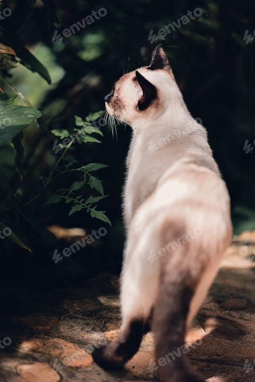 Preview: Behind cat, Portrait of a fluffy creamy and black face cat with blue eyes in dark nature background.