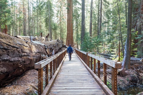 Preview: Sequoia