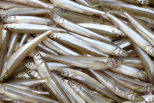 Preview: fresh whitebait, japanese smelt