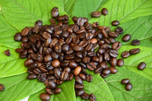 Preview: a pile or handful of roasted coffee beans on green leaves