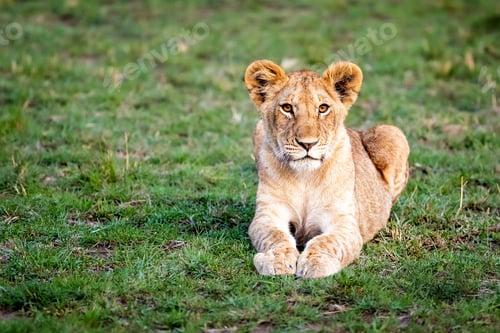 Preview: Young Lion Cub Lying in Grass