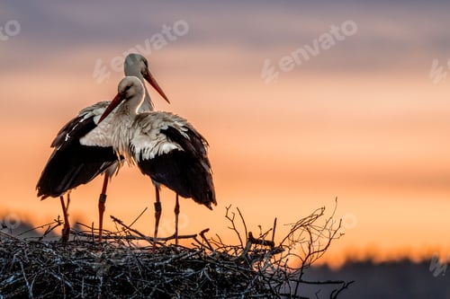Preview: White storks (Ciconia ciconia) on a nest against the orange sunset sky