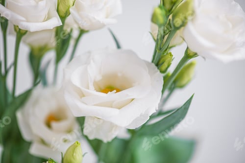 Preview: Flower white macroclose up beautiful flowers