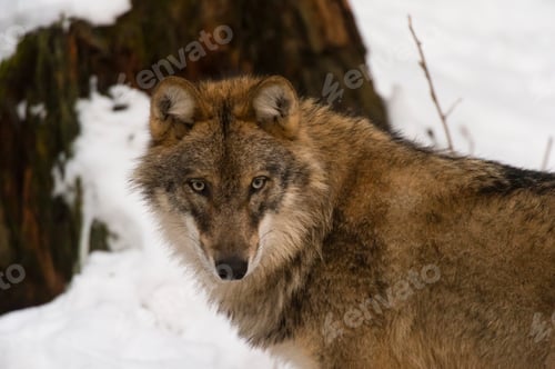 Preview: Gray wolf (Canis lupus), Bavarian Forest National Park, Bavaria, Germany