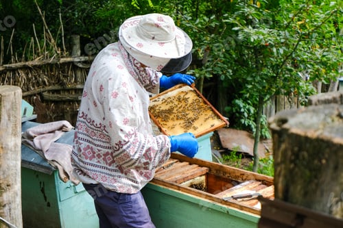 Preview: The beekeeper examines the hive, honeycomb and bees.