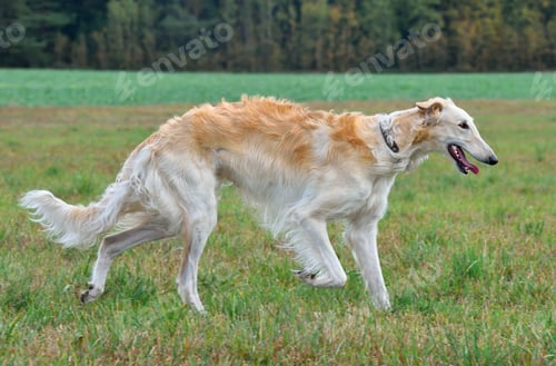 Preview: Running russian wolfhound