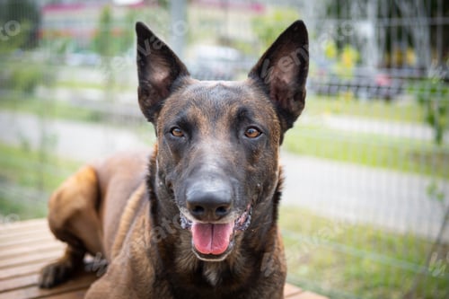 Preview: Portrait of a Belgian shepherd.