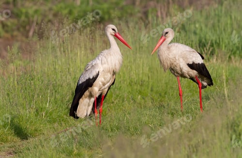 Preview: A family of white storks stands in the grass. Two storks