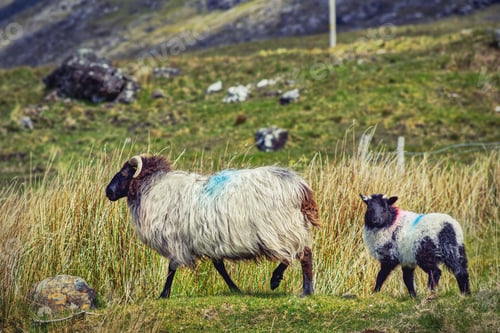 Preview: Sheeps in the pasture at Connemara, Ireland