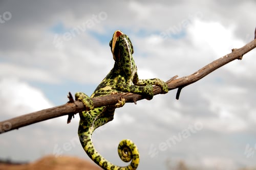 Preview: The Indian Chameleon, Chamaeleo zeylanicus in the forest.