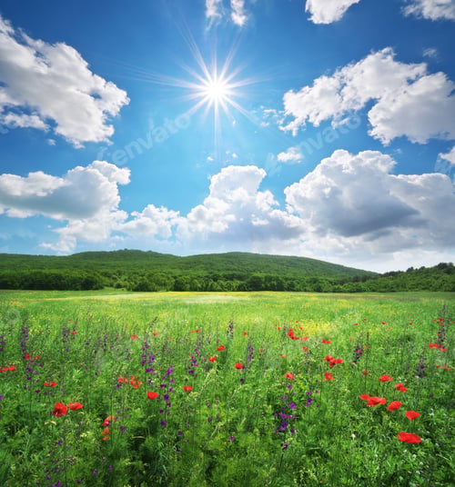 Preview: Spring flower meadow.