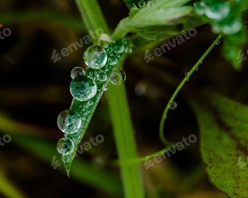 Preview: Raindrops just hanging on to a blade of grass