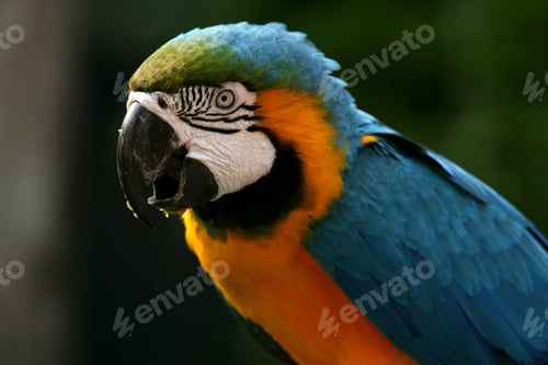 Preview: Parrot - Ocean Park, Hong Kong