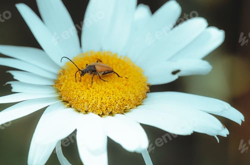 Preview: a bug sitting on a flower by itself in the sun
