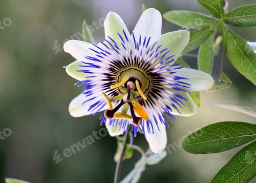 Preview: Beautiful passion flower in a garden
