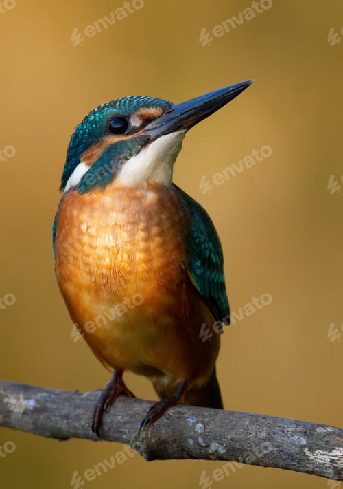 Preview: Common kingfisher, Alcedo atthis