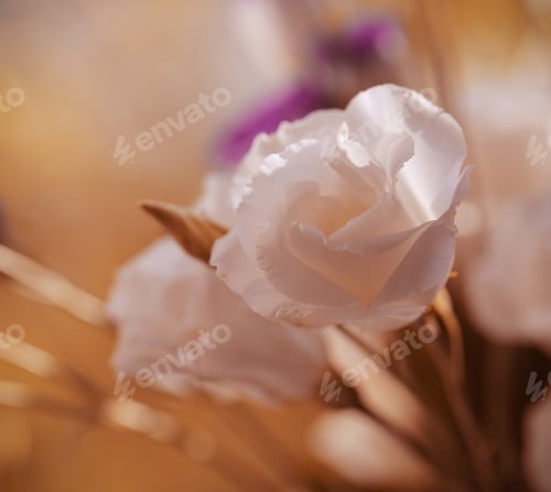 Preview: Flowers Close Up Background Image