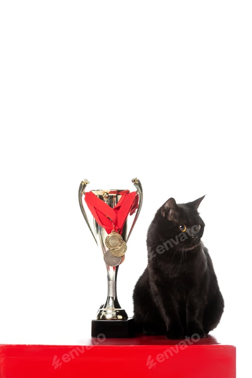 Preview: adorable black british shorthair cat sitting near golden trophy cup and looking away isolated on