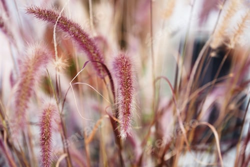 Preview: Selective focus shot of growing plants - perfect for wallpaper