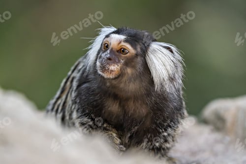 Preview: Adorable small western pygmy marmoset monkey on a rock