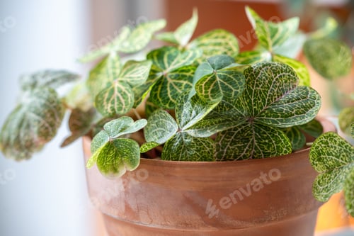 Preview: Closeup leaves of Oxalis corymbosa aureo-reticulata plant in flower pot at home, soft focus