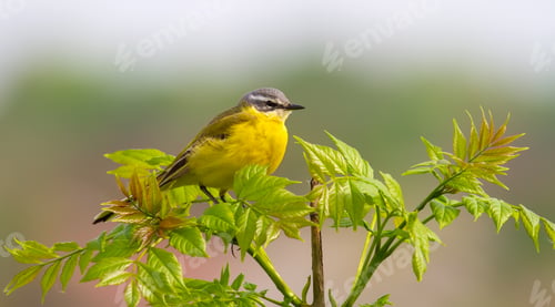 Preview: Western yellow wagtail, Motacilla flava. The bird sits on top of a young tree.