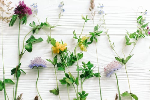 Preview: Spring flowers. Beautiful wildflowers composition on white wood. Hello Spring