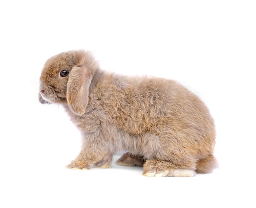 Preview: Lop rabbit on white background