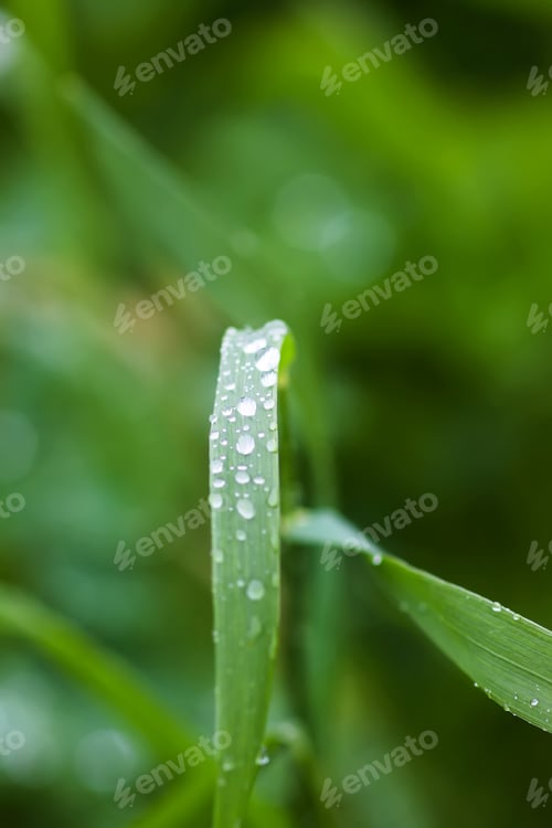 Vista previa: Primer plano de hierba fresca con gotas de rocío.