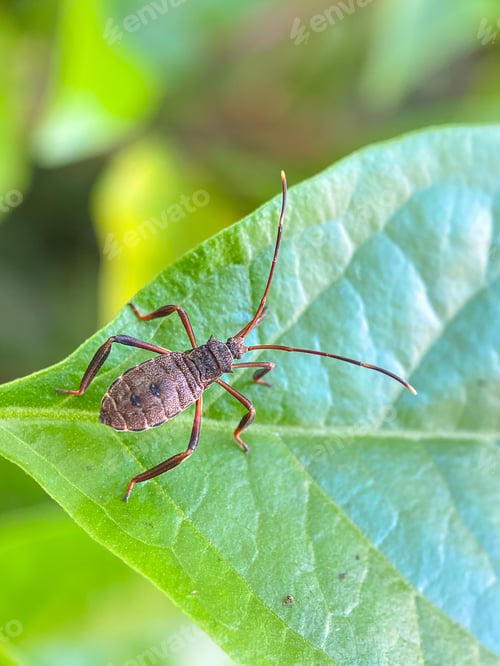 Preview: Baby coreidae, a little bug on leaves