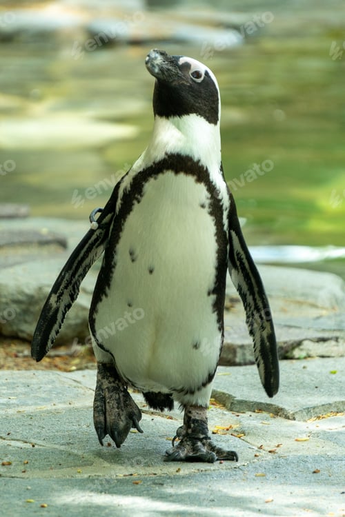 Preview: Adorable small penguin standing on a rock, looking around curiously