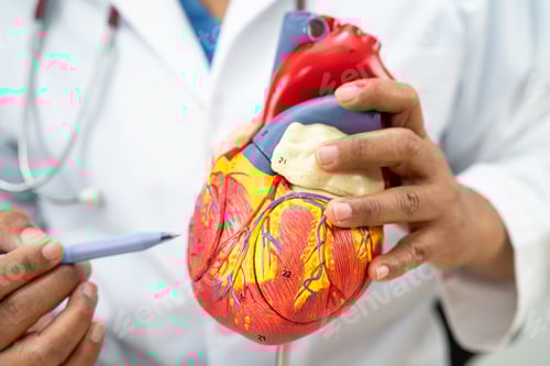 Preview: Cardiovascular disease CVD, Asian doctor holding human anatomy model