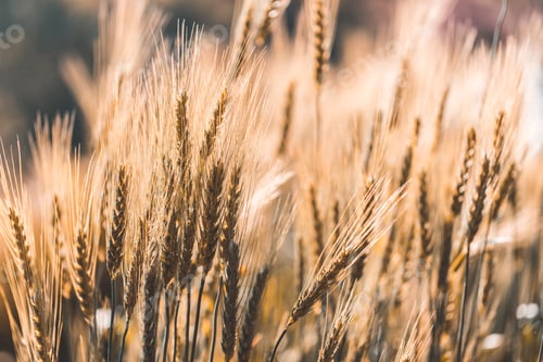 Vista previa: Closeup on golden wheat field or barley farming.