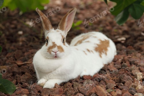 Preview: pets, bunny, scared, rabbit, hare