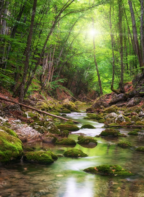 Preview: River deep in mountain forest